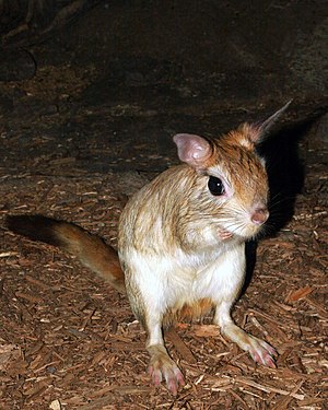 Pedetes capensis