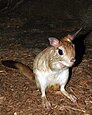 Rodent - Wikidata