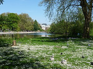 English: St. James’s Park in London Deutsch: S...