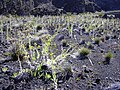 Field of Heterotheca grandiflora