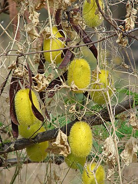 Frutos do Cucumis dipsaceus