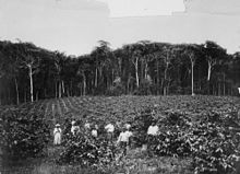 StateLibQld 1 125555 Workers on a coffee plantation at Kuranda, Queensland, ca. 1900.jpg