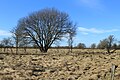 FFH-Gebiet Stiftungsflächen Schäferhaus im Winter