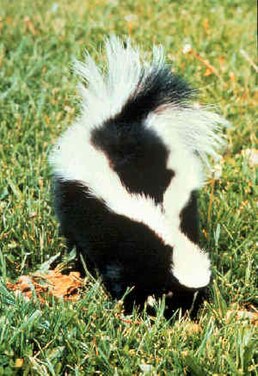 Skunk pruhovaný