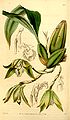 Den Sudamerlycaste ciliata (Ida ciliata) (as Maxillaria ciliata) - Curtis' 70 (N.S. 17) pl. 
 4081 (1844). 
 jpg