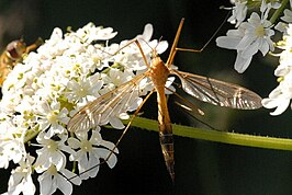 Tipula (Mediotipula) stigmatella