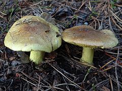 Tricholoma equestre