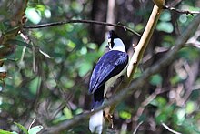 A tufted jay seen from the back, with its purplish blue back visible