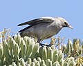 Wattled Starling (Creatophora cinerea) 2.jpg