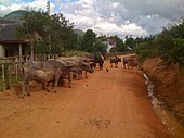 A rural road in Xiangkhouang Province. This was the original Phuan homeland and Phuan is the primary Tai language of the province.