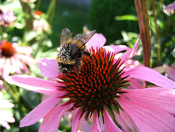 Zoom on pollen-covered bumblebee on Echinacea ...
