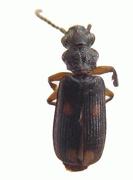 Macrocheilus parvimaculatus