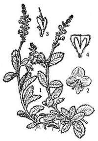 Veronica officinalis: 1—цветущее растение, 2—цветок, 3—чашечка, 4—плод-коробочка.