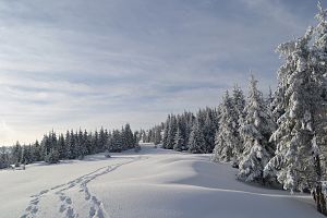 Полонина взимку