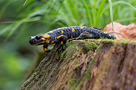 Tulisalamanteri (Salamandra salamandra).