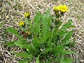 セイヨウタンポポ （キク科） Taraxacum officinale