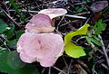 2009-08-24 Lactarius lilacinus (Lasch- Fr.) 
 Fr 86963. jpg