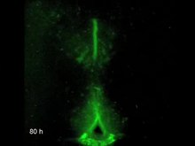 Soubor: A-riot-of-rhythms-neuronal-and-glial-cirkcadian-oscillators-in-the-mediobasal-hypothalamus-1756-6606-2-28-S3.ogv