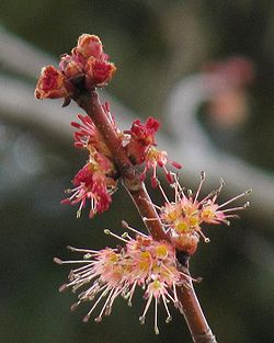 Acer pycnanthum. 
 JPG