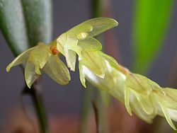 Acianthera hygrophila 02. jpg