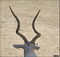 דישון מקראי Addax nasomaculatus