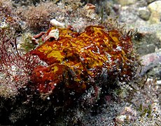 Une algue corallinale non identifiée