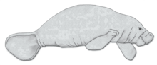 Amazonian manatee Amazonian manatee.png