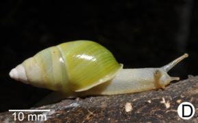 Amphidromus syndromoideus