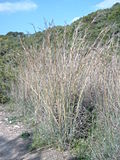 Miniatura para Andropogon distachyos