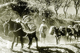 Ânes transportant les vendanges