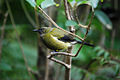 Bellbird auf Tiritiri Matangi Island