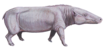 Anthracotherium cropped.png