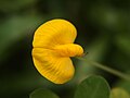 Arachis hypogaea, cvijet