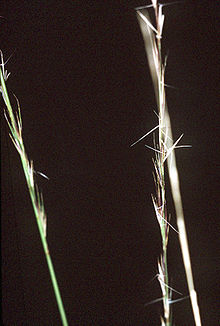 Aristida stricta.jpg