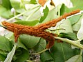 Io moth caterpillars devouring leaves