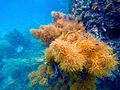 Karang di pulau Gam, Raja Ampat