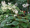 Inflorescences d'un spécimen de jardin botanique