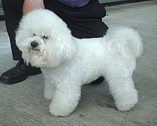 Bianco Bichon Frisé