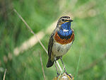 De blauwborst broedt in het gebied