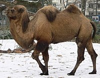 200px-Camel_seitlich_trabend.jpg