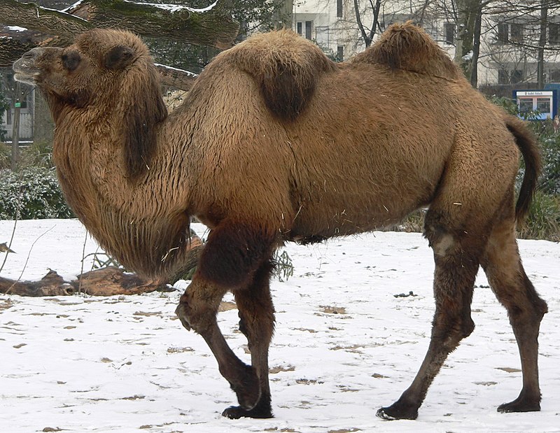 The camel doesn’t have two humps: Programming “aptitude test” canned for overzealous conclusion