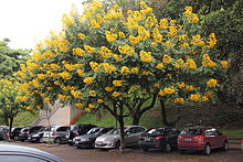 Senna spectabilis Cassia carnaval.jpg