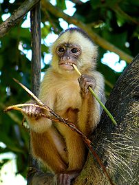 A young female of White-fronted Capuchi Monkey...