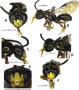 Ceratina fioreseana