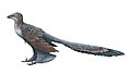 Changyuraptor yangi - vrsta dinosaura mesoždera iz porodice Dromaeosauridae