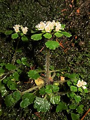 雄蕊は萼裂片よりわずかに短く、花柱とともに萼裂片を突き出ない。