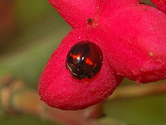 Description de l'image Coccinellidae - Chilocorus bipustulatus-1.JPG.