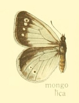 Coenonympha mongolica