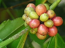 Coffea canephora в Aanakkulam.jpg