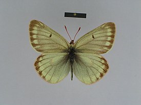 самка подвида Colias nastes jacutica